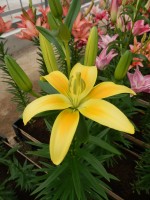 [4002 Summer Breeze No02.JPG]